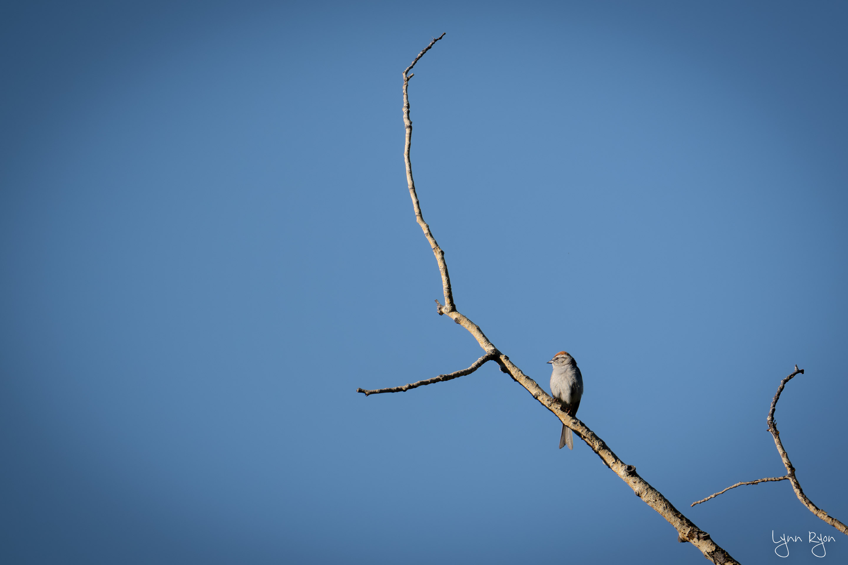 TL8 1271 Enhanced NR