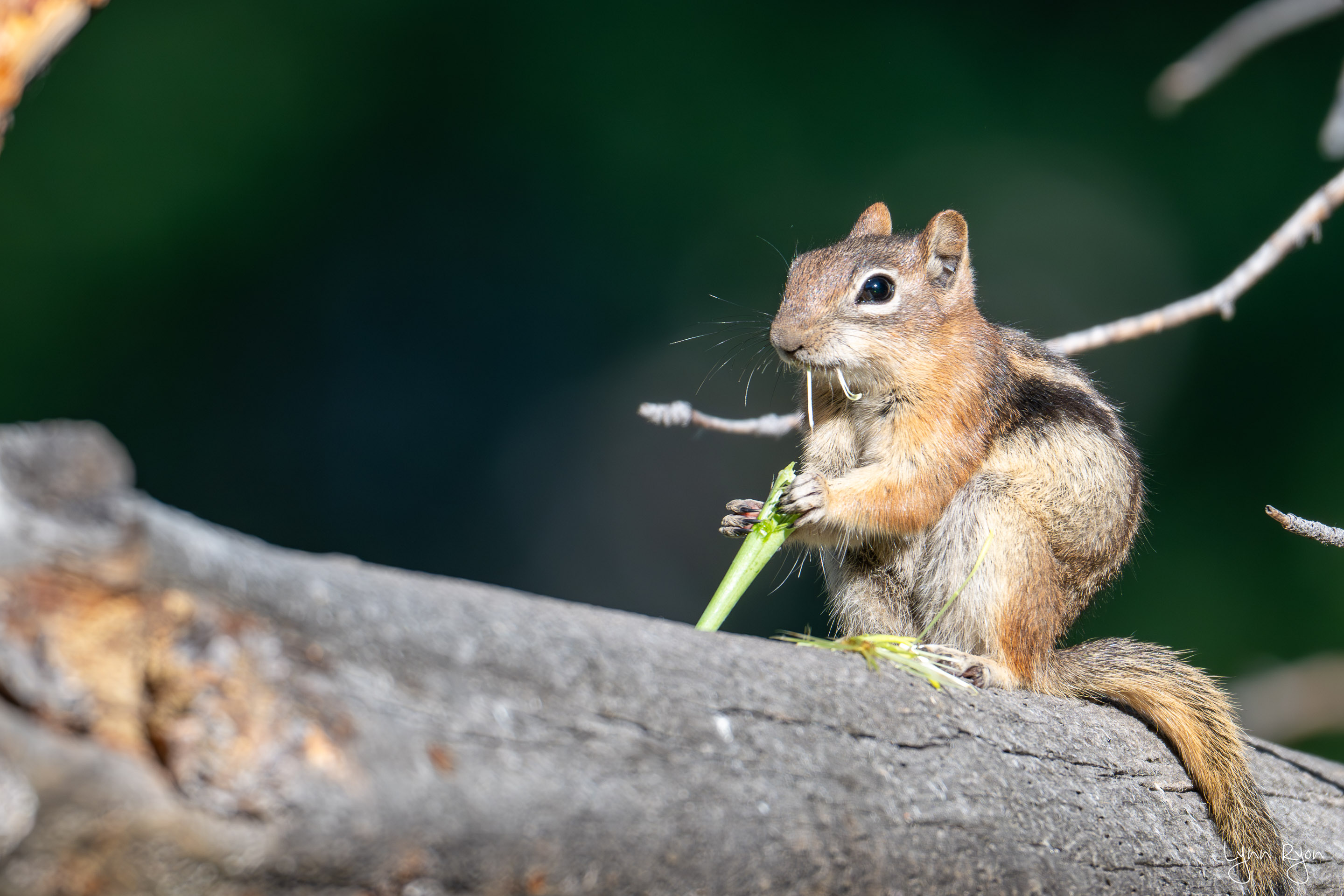 TL8 1463 Enhanced NR