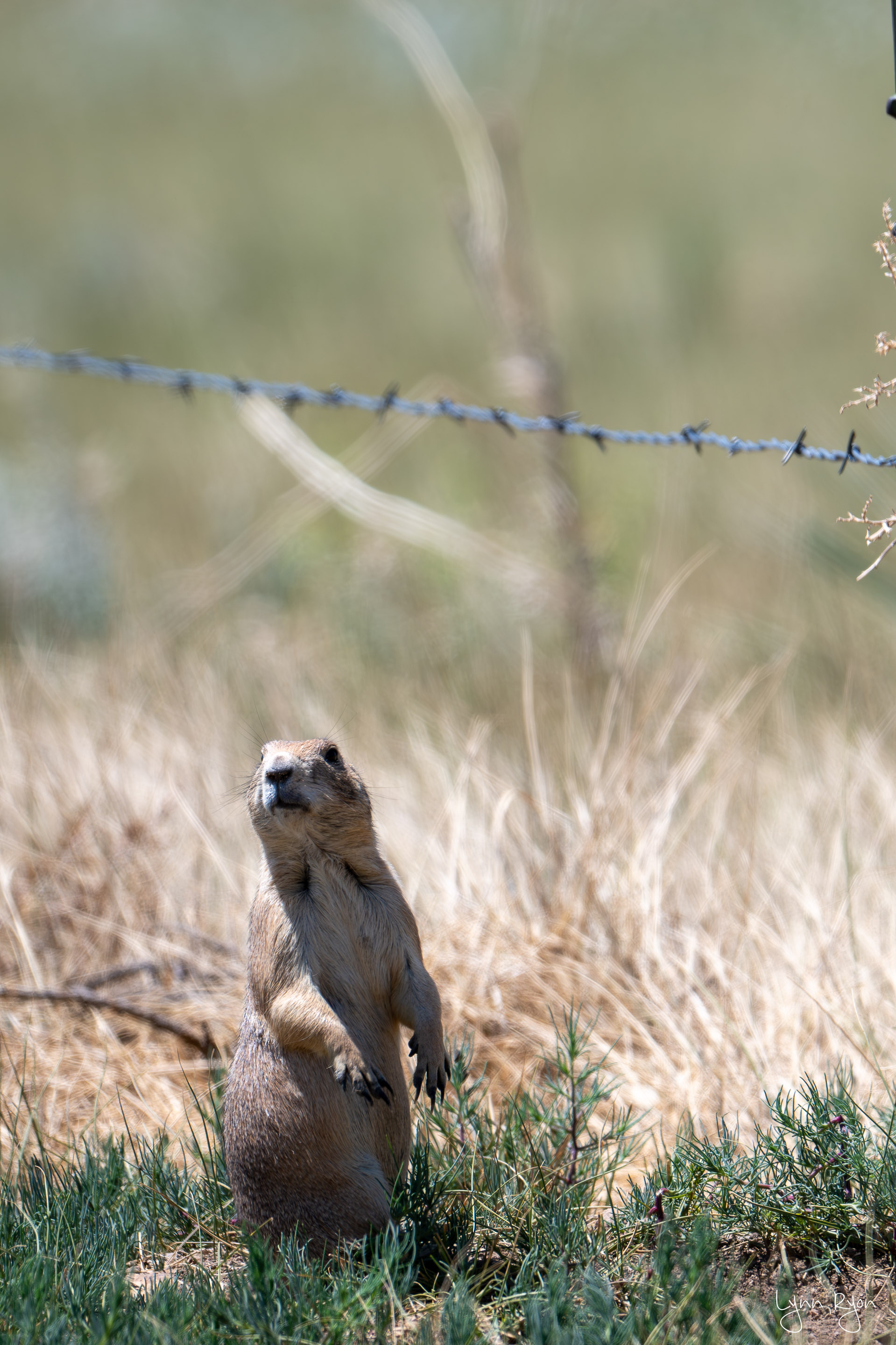 TL8 1611 Enhanced NR